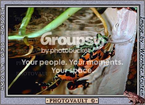 Toads Myspace Graphics